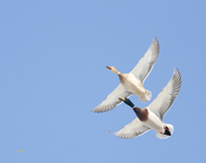 Mallards 6642